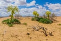 Ferula assa-foetida growing at Kyzylkum Desert in Uzbekist