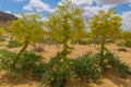 Ferula assa-foetida growing at Kyzylkum Desert in Uzbekist Royalty Free Stock Photo