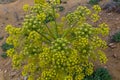 Ferula assa-foetida growing at Kyzylkum Desert in Uzbekist Royalty Free Stock Photo