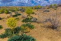 Ferula assa-foetida growing at Kyzylkum Desert in Uzbekist Royalty Free Stock Photo