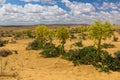Ferula assa-foetida at Kyzylkum Desert in Uzbekist