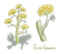 Ferula gummosa or ferula galbaniflua. Vector illustration.