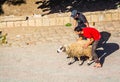 Fes, Morocco - October 16, 2013. Islamic rituals on the street during festival Eid al Adha - men taking ram for sacrification