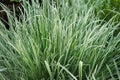 Fescue blue gray, Festuca cinerea