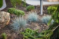 The fescue blue gray Festuca cinerea grows in the garden. landscape design