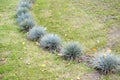 The fescue blue (gray) (Festuca cinerea) grows on a lawn
