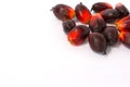 Fesh palm oil seed Royalty Free Stock Photo