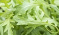 Fesh roquette/rucola/wild rocket Royalty Free Stock Photo