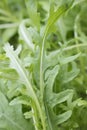Fesh roquette/rucola/wild rocket Royalty Free Stock Photo