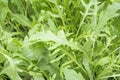 Fesh roquette/rucola/wild rocket Royalty Free Stock Photo