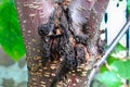 The festering bacterial canker wound on a cherry tree