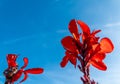 Red flowers against the blue sky. Autumn colors. A beautiful time of year. Urban Flowers. Nature in the city center. Royalty Free Stock Photo