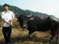 Festival day in remote mountain village, Guizhou province, China. Man with his bull!