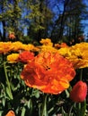 Festival on Elagin Island in St. Petersburg. A flower garden with yellow-orange large terry tulips, similar to Willem van Oranje, Royalty Free Stock Photo