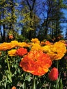Festival on Elagin Island in St. Petersburg. A flower garden with yellow-orange large terry tulips, similar to Willem van Oranje, Royalty Free Stock Photo