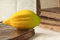 Festival of Sukkot. Book of Leviticus and etrog, symbol of Torah-commanded holiday. Closeup