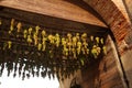 Festival of the vine. Ripe bunches of white grapes on the gate Royalty Free Stock Photo