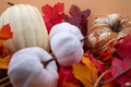 Festive autumn halloween fall harvest background pumpkin& x27;s and squash Royalty Free Stock Photo