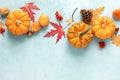 Festive autumn pumpkins decor with fall leaves, berries, nuts on blue background. Thanksgiving day or halloween holiday, harvest Royalty Free Stock Photo