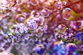 festive background with flying bubbles shimmering in the sun in the spring Sunny garden above the cherry blossom branch Royalty Free Stock Photo