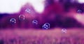 festive background with iridescent soap bubbles flying over a sun-drenched meadow in the purple