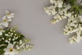 Festive background in white colors. White lilac, lilies of the valley and daffodils. Royalty Free Stock Photo