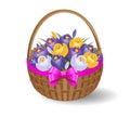 Festive basket with crocuses and ribbon with bow.