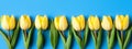 A festive blue banner featuring spring tulips for the spring holidays Royalty Free Stock Photo