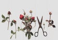 Festive bouquet of pink buds on the background of old white wooden boards Royalty Free Stock Photo