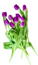 Festive bouquet of purple tulips closeup isolated on white background Royalty Free Stock Photo
