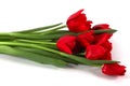 Festive bouquet of red tulips Royalty Free Stock Photo