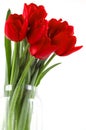 Festive bouquet of red tulips