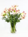 A festive bunch of red and white Amaryllis Royalty Free Stock Photo