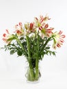 A festive bunch of red and white Amaryllis Royalty Free Stock Photo