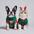 Festive Christmas Apparel for Dogs and Cats on White Background Royalty Free Stock Photo