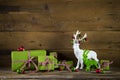 Festive christmas background with presents and reindeer in red a Royalty Free Stock Photo