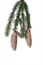 Festive Christmas branch of green spruce with needles and two cones on a white isolated background Royalty Free Stock Photo