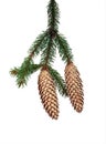 Christmas branch of green spruce with needles and two cones on a white isolated background Royalty Free Stock Photo