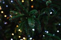 Festive christmas lights hanging in real live fir tree Royalty Free Stock Photo