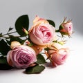 Festive congratulatory bouquet of pink roses with green leaves on light background.