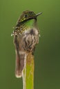 Festive Coquette perched