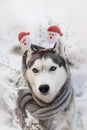 Festive dog breed Siberian husky similar to a wolf in the snow in carnival ears with Santa Claus