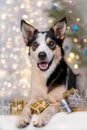 Festive dog under the Christmas tree Royalty Free Stock Photo