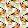 Watercolor seamless pattern of European goldfinch and holly isolated on white.