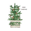 Festive evergreen Christmas tree with pinecone ornaments, isolated on white background. Watercolor hand drawn illustration. Royalty Free Stock Photo