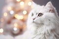 White Cat with Golden Sparkle in Close-Up Portrait Royalty Free Stock Photo