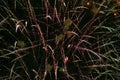 Festive fireworks, thin splashes, pink-green, against the background of the night sky Royalty Free Stock Photo