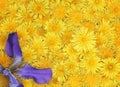 Festive floral background of bright yellow dandelions Royalty Free Stock Photo