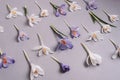 Festive floral background with white and purple crocuses on gray background. Spring concept Royalty Free Stock Photo