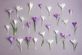 Festive floral background with white and purple crocuses on gray background. Spring holidays concept Royalty Free Stock Photo